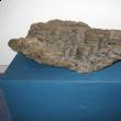 Fragment de lemn fosilizat
