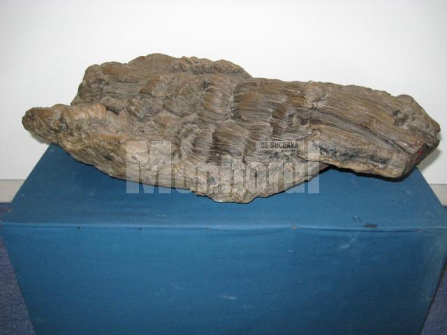 Fragment de lemn fosilizat