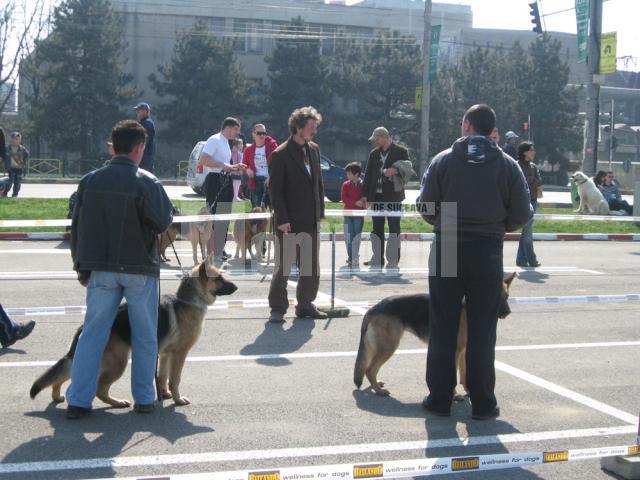 Ciobanestii germani in concurs