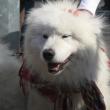 Prieteni fără cuvinte: Concurs de frumuseţe canină la Shopping City Suceava