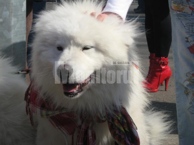 Prieteni fără cuvinte: Concurs de frumuseţe canină la Shopping City Suceava