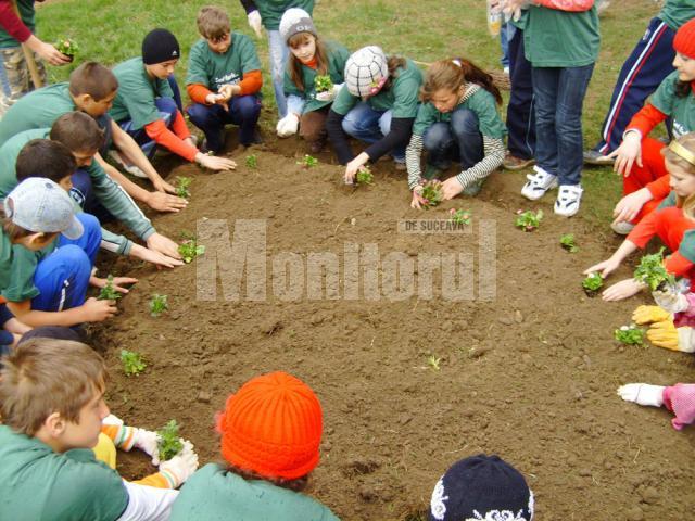 Voluntarii Grupului Şcolar Dumbrăveni au plantat 300 fire de flori