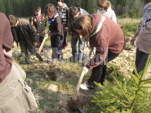 Acţiune: Deal de lângă Mănăstirea Putna, plantat cu puieţi de cercetaşii suceveni