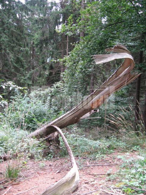 Tăieri ilegale de arbori în pădurea Obştii Berchişeşti