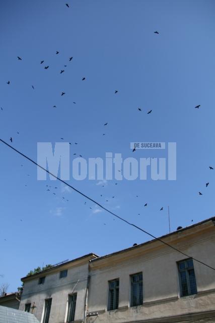 Bolnavii internaţi la Spitalul Vechi spun că croncănitul ciorilor ar scoate din minţi şi un om sănătos