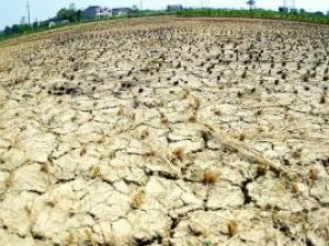 Fermierii ale căror terenuri vor fi afectate de secetă ar putea să primească despăgubiri. Foto: AFP/MEDIAFAX