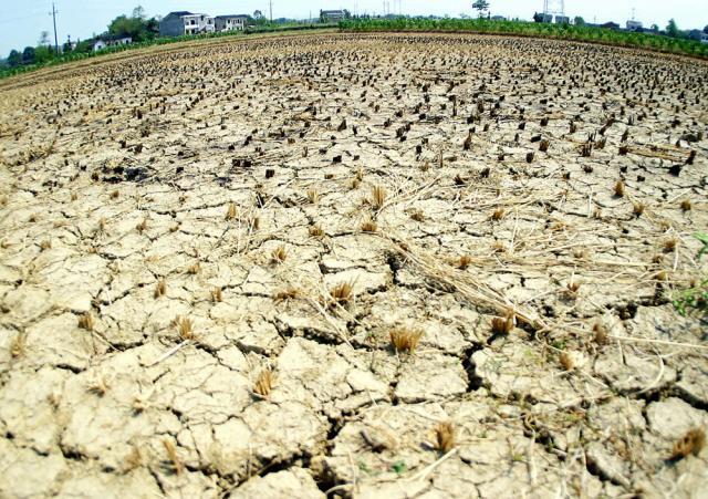 Fermierii ale căror terenuri vor fi afectate de secetă ar putea să primească despăgubiri. Foto: AFP/MEDIAFAX