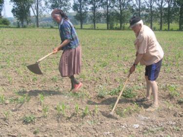 Seceta care ameninţă cea mai mare parte a ţării creează mari probleme şi în judeţul Suceava. Foto: www.eurobusiness.md