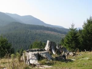Direcţia Silvică era obligată să sisteze exploatările de pe suprafeţele de pădure revendicate de Fondul Bisericesc Ortodox