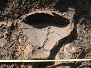 Descoperiri arheologice: Amplasamentul unor vechi sate medievale, la Forăşti şi Dorneşti
