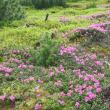 Bujorii de munte: Grădinile suspendate ale Călimanilor