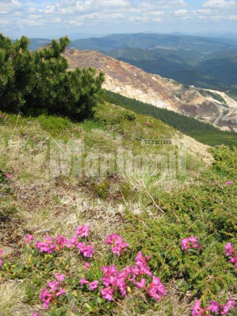 Bujorii de munte: Grădinile suspendate ale Călimanilor