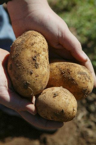 De frica poliţiei, hoţii au abandonat cartofii furaţi la marginea tarlalei. Foto: CORBIS