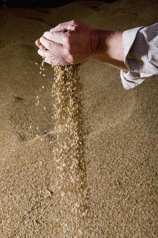Producţia medie obţinută a fost de 2.911 kilograme de grâu la hectar Foto: JUICE IMAGES