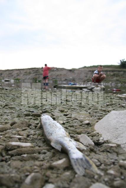 În râul Suceava, peşti morţi