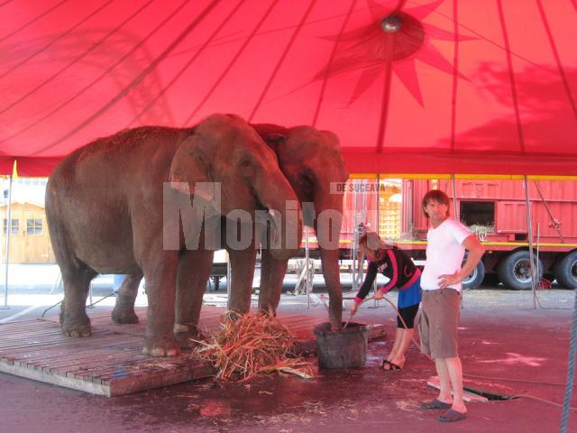 Elefanţii Carla şi Rani au ajuns la Suceava