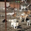 Campanie: Aproape 60 de câini vagabonzi, sterilizaţi în numai două zile