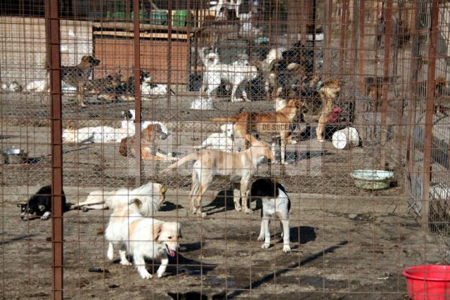 Campanie: Aproape 60 de câini vagabonzi, sterilizaţi în numai două zile