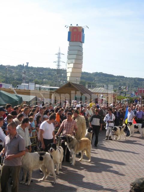 Câinii ciobăneşti au cucerit mulţimea adunată la Iulius Mall