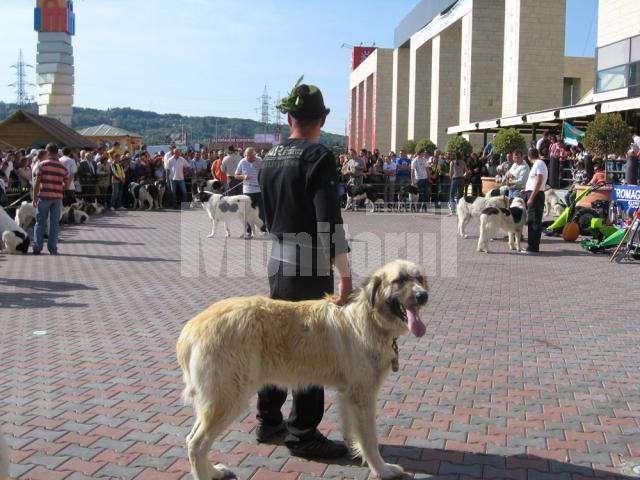 Atracţie: Câinii ciobăneşti au cucerit Iulius Mall Suceava