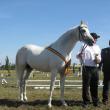 Spectacol: Festivalul calului Shagya arab, o premieră în România