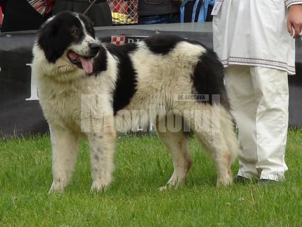 Duminică: Expoziţie de câini rasa Ciobănesc de Bucovina, la Vatra Dornei