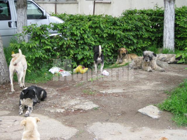 Mii de câini din municipiul Suceava, dar şi din localităţile din jur, vor fi sterilizaţi