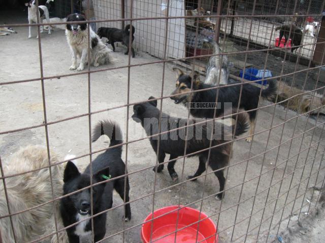 Câinii comunitari din Suceava, sterilizaţi gratuit de o echipă de medici germani