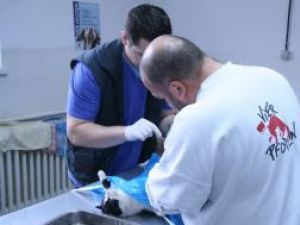 Medicii de la Vier Pfoten au primit o mulţime de solicitări de sterilizare a pisicilor