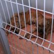 Protecţia Animalelor: Câinii care l-ar fi atacat şi omorât pe bătrânul din Liteni, daţi spre adopţie
