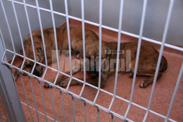 Protecţia Animalelor: Câinii care l-ar fi atacat şi omorât pe bătrânul din Liteni, daţi spre adopţie