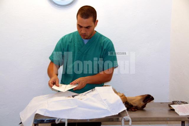 Sterilizarea câinilor comunitari