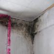 Mucegaiul se intinde tot mai mult in apartamentele fara caldura