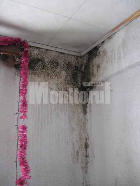 Mucegaiul se intinde tot mai mult in apartamentele fara caldura