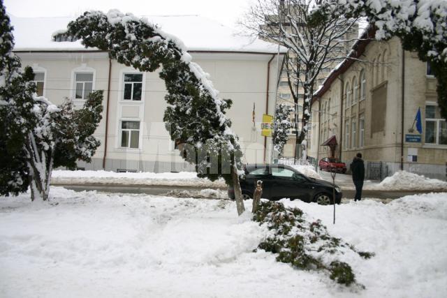 Greutatea zăpezii depuse a provocat ruperea a zeci de copaci