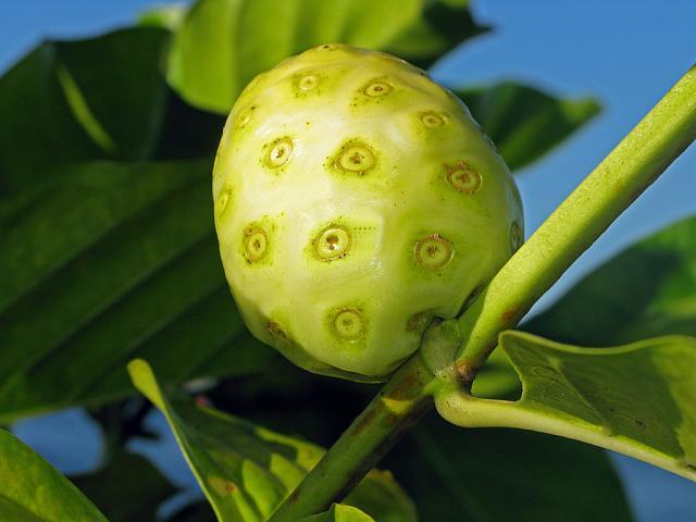 Terapii alternative: Noni, un panaceu terapeutic