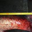 Captură: Un rădăuţean a prins un crap de 47,5 kg