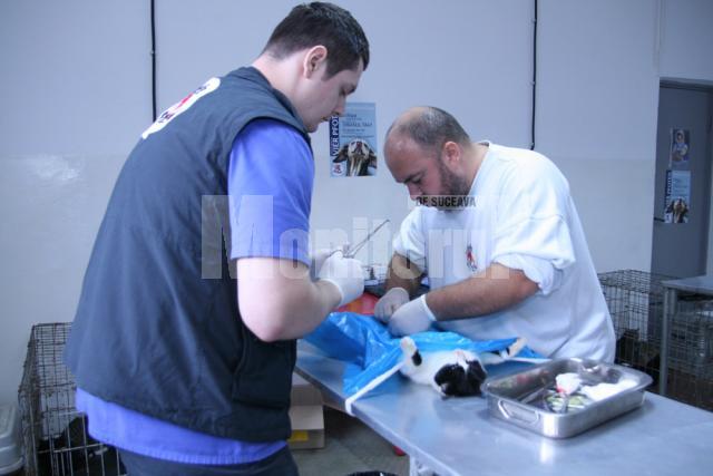 În cea de a doua campanie au fost sterilizate 330 de animale comunitare