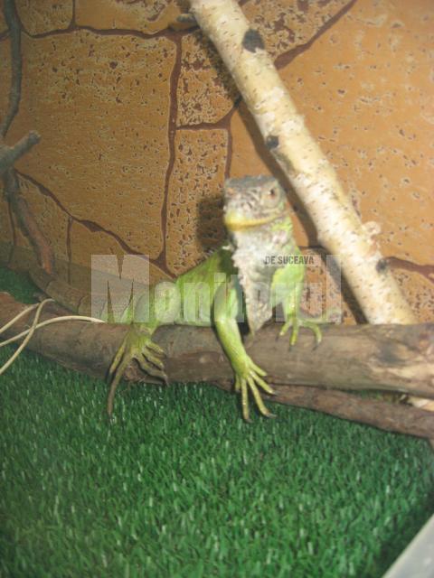 Iguana verde