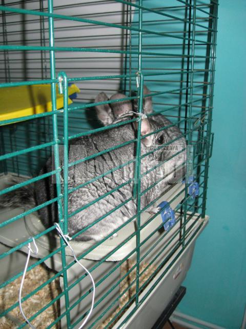 Chinchilla