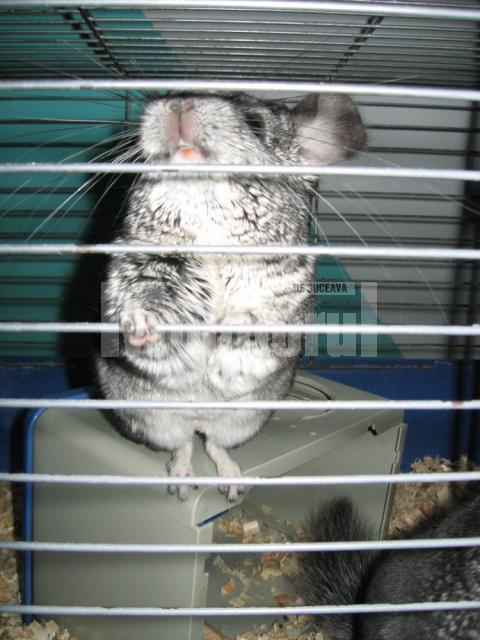 Chinchilla