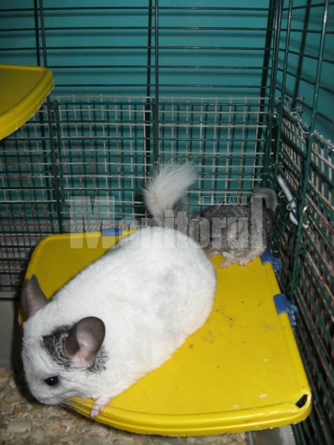 Chinchilla cu pui