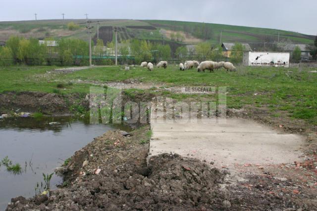 Oile pasc pe locul unde erau fostele rezervoare cu cianuri