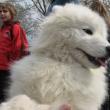 La Shopping City Suceava: Câinii de rasă, vedete ale unui concurs naţional de frumuseţe