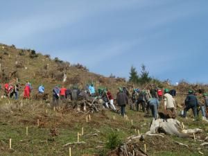 1.400 de voluntari au participat la împădurirea unei suprafeţe de 6,7 hectare de teren