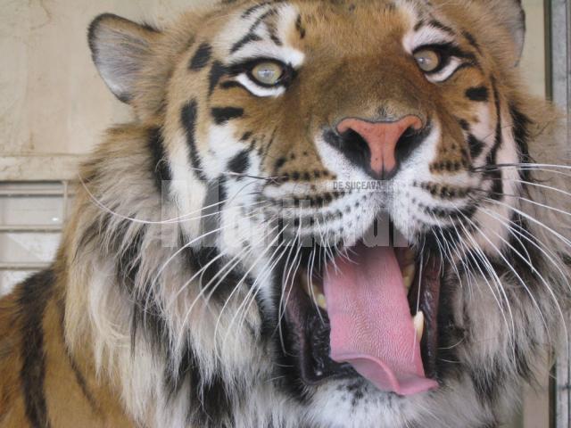 Circul Safari revine: 70 de animale exotice, vedetele unui senzaţional spectacol de circ