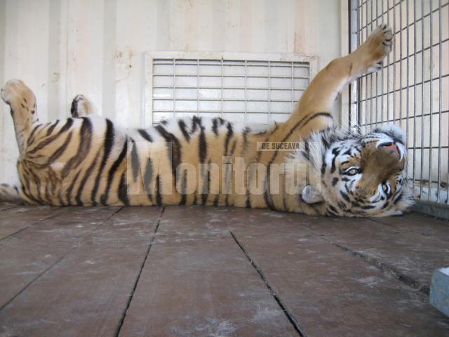 Circul Safari revine: 70 de animale exotice, vedetele unui senzaţional spectacol de circ