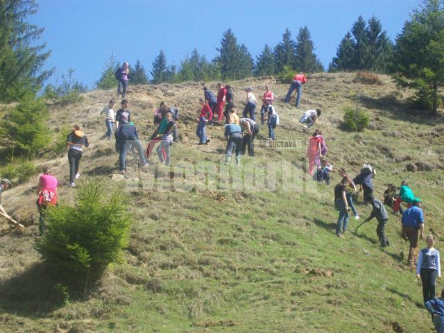 Elevii din Vatra Moldoviţei au plantat 2.000 de arbori