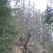 Copac acoperit de licheni, deasupra Morii Dracilor
