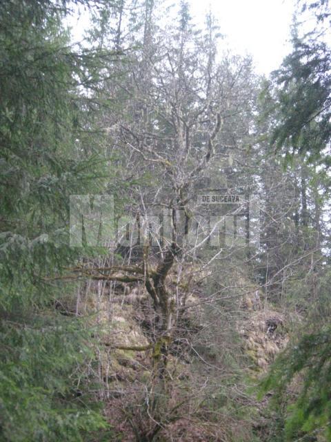 Copac acoperit de licheni, deasupra Morii Dracilor